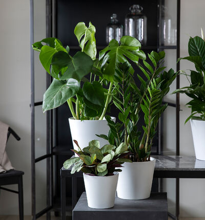 Zamioculcas i hvit potte Zamioculcas i hvit potte